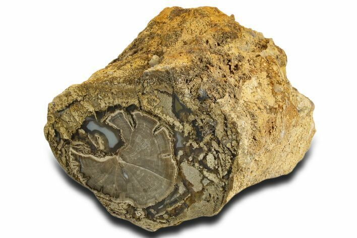 Wide Petrified Wood (Schinoxylon) Limb - Blue Forest, Wyoming #338282